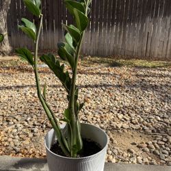 Zz Plant