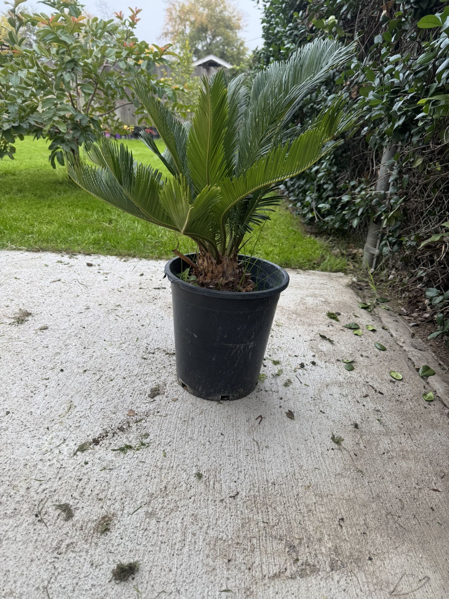 Sego Palm 