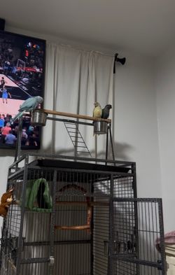 Green cheek babies cages for sale !