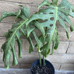 Variegated Monstera