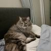 Sylvia