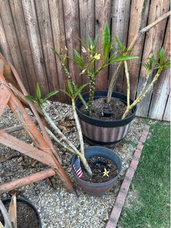 Rooted Plumeria Cuttings