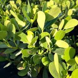 Clusias (Privacy Hedges)