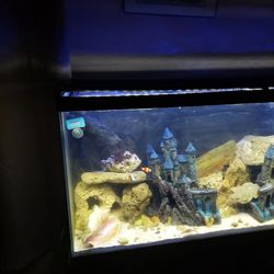 Saltwater  Aquariums