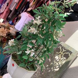 Beautiful Plant $15