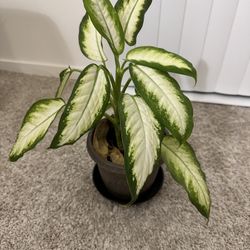 Plant