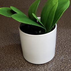8in Faux House Plant 