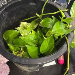 Inside Door Plant 🌱 