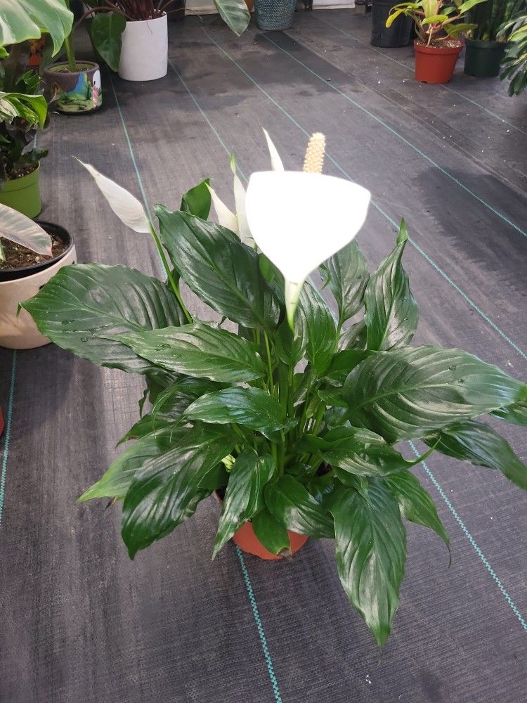 Flowering Peace Lily In a 6"pot 