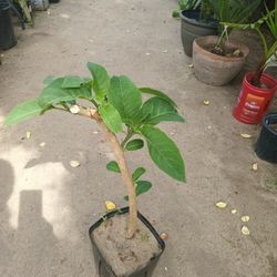 Angel Trumpet Trees 