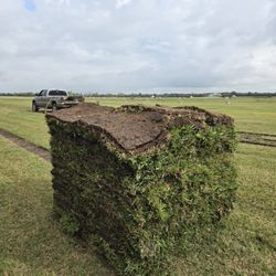 St Agustine Grass Pallets