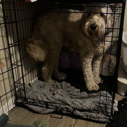 large animal crate 
