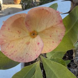 Corona De Cristo. Es La  Sexy Flor Jumbo