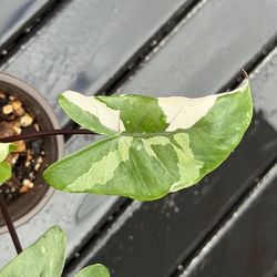 Variegated Black Stem Alocasia