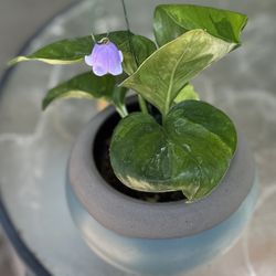 Reverted Manjula Pothos