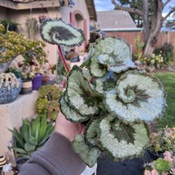 RARE. Small Begonia ESCARGOT Plant $20