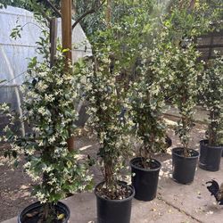 star jasmine plant