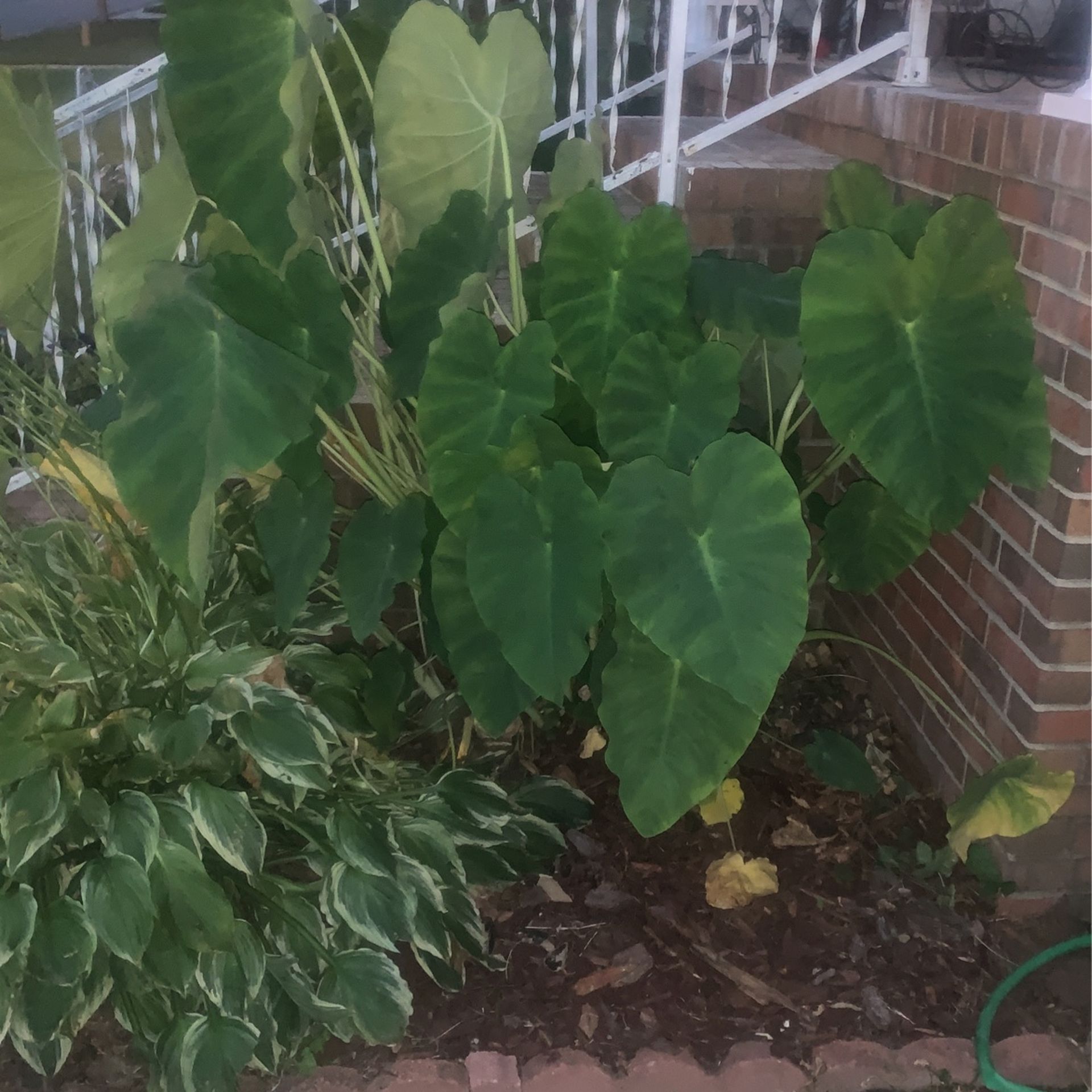 Giant Elephant Ear Plants For Sale for Sale in Greensboro, NC OfferUp