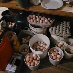 Fresh Eggs  Huevos  Frescos
