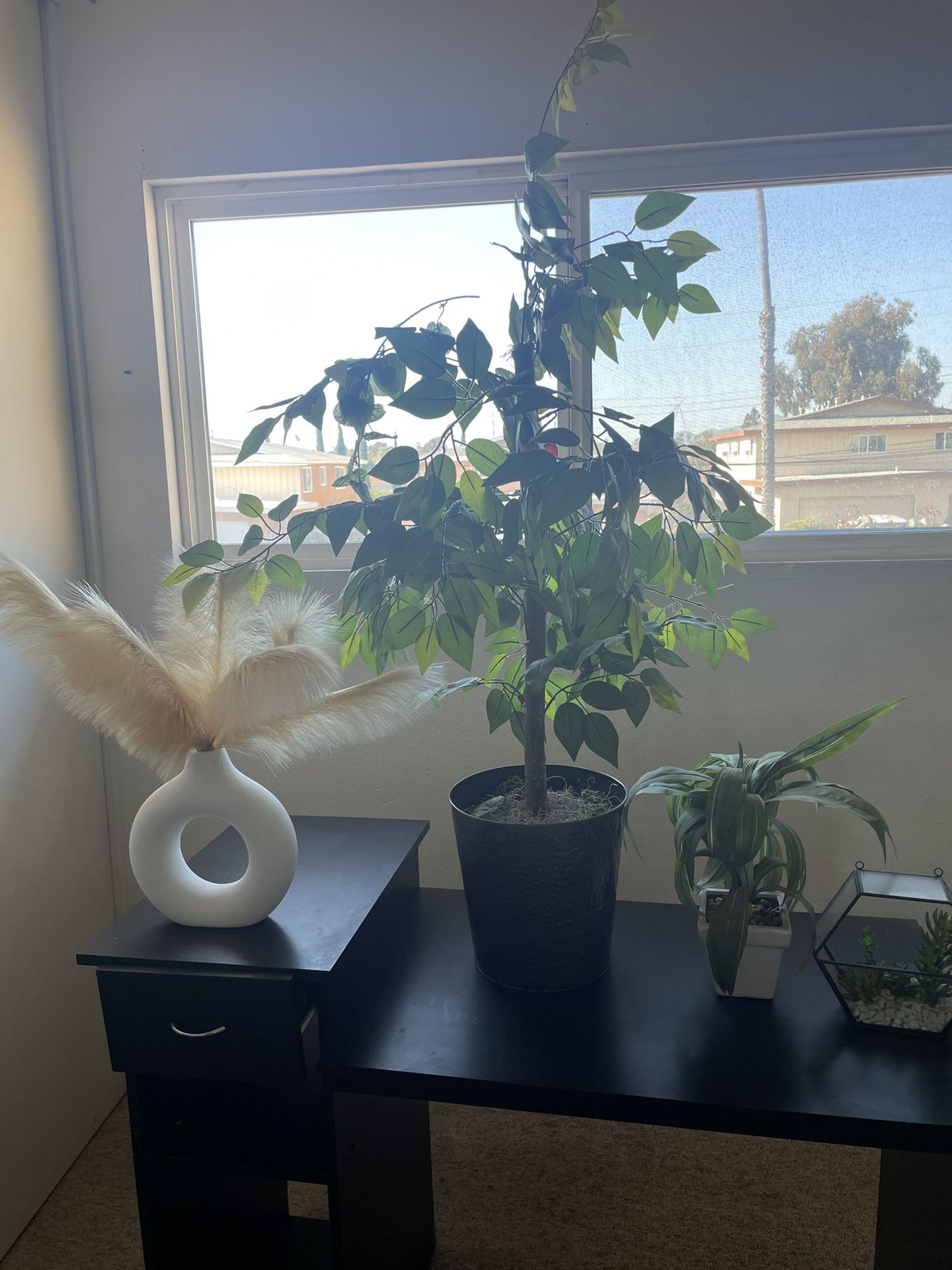 4 Indoor Potted Plant Set
