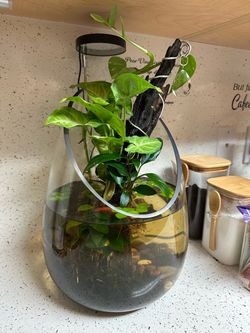 🌿 Blissful Water Aquascape
