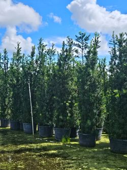 arecas and podocarpus About 8  feet tall over the pot Instant privacy Hedge for fence green full