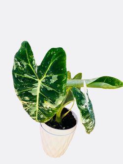 🌿 Rare Alocasia Frydek Variegated – 4” Pot
