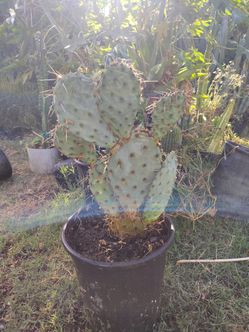 Beavertail Apollos cactus plant