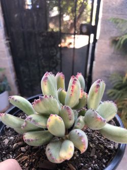 Beautiful variegated bear paws!