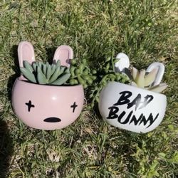 Bad Bunny Plants 