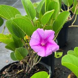 🌿 Plant: Railroad Vine 
