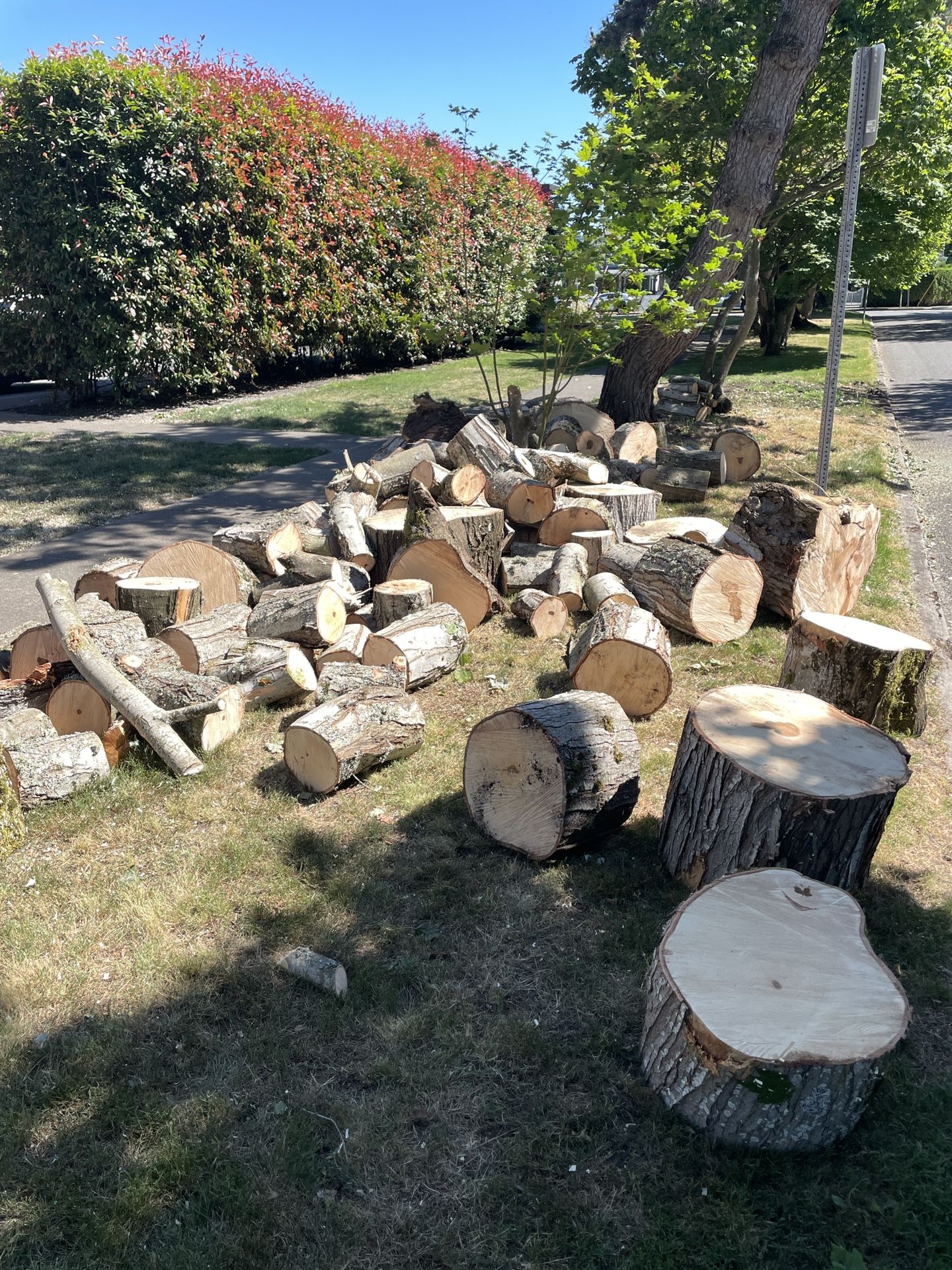 FREE Firewood - Maple