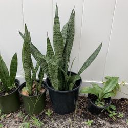 Plants At Your Choice