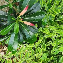 Desert Rose assortment 