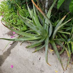 Giant Aloe Vera Plant Over 3 Feet