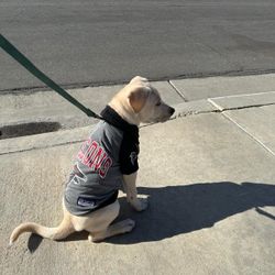 Dog Jersey - NFL Falcons (M)