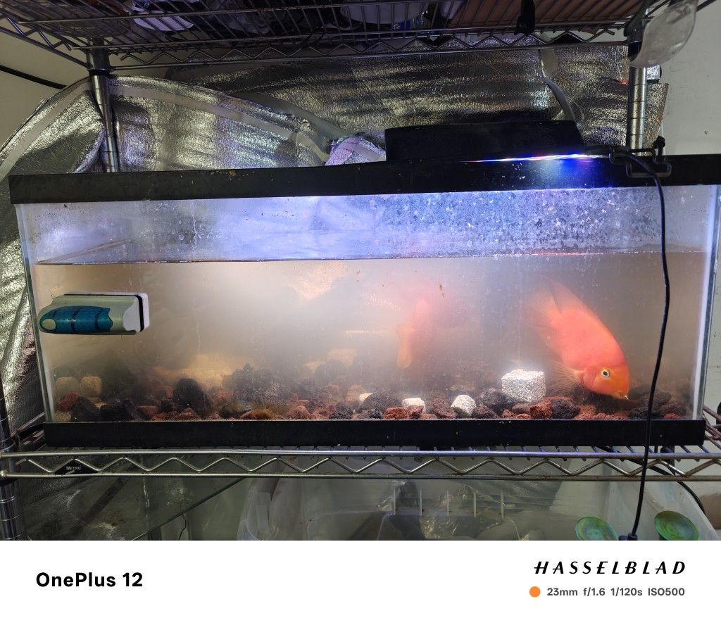 20 gallons fish tank