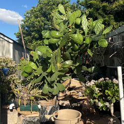 Free Nopal Cactus. 