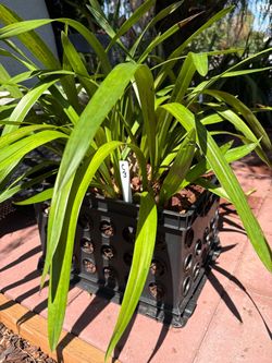 Cymbidium orchid C3