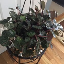 Plant