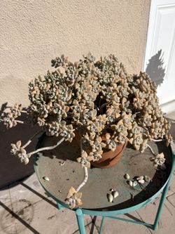 Succulents With Pot