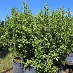 Green  Bottomwood All Sizes Available  Staring  $10