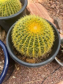 Cactus