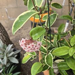 Hoya Carnosa , Big  Plant Flowering Now
