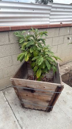 Avocado Tree