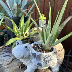 Aloe In Turtle Pot