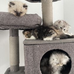 CAT Tree House Scratching 