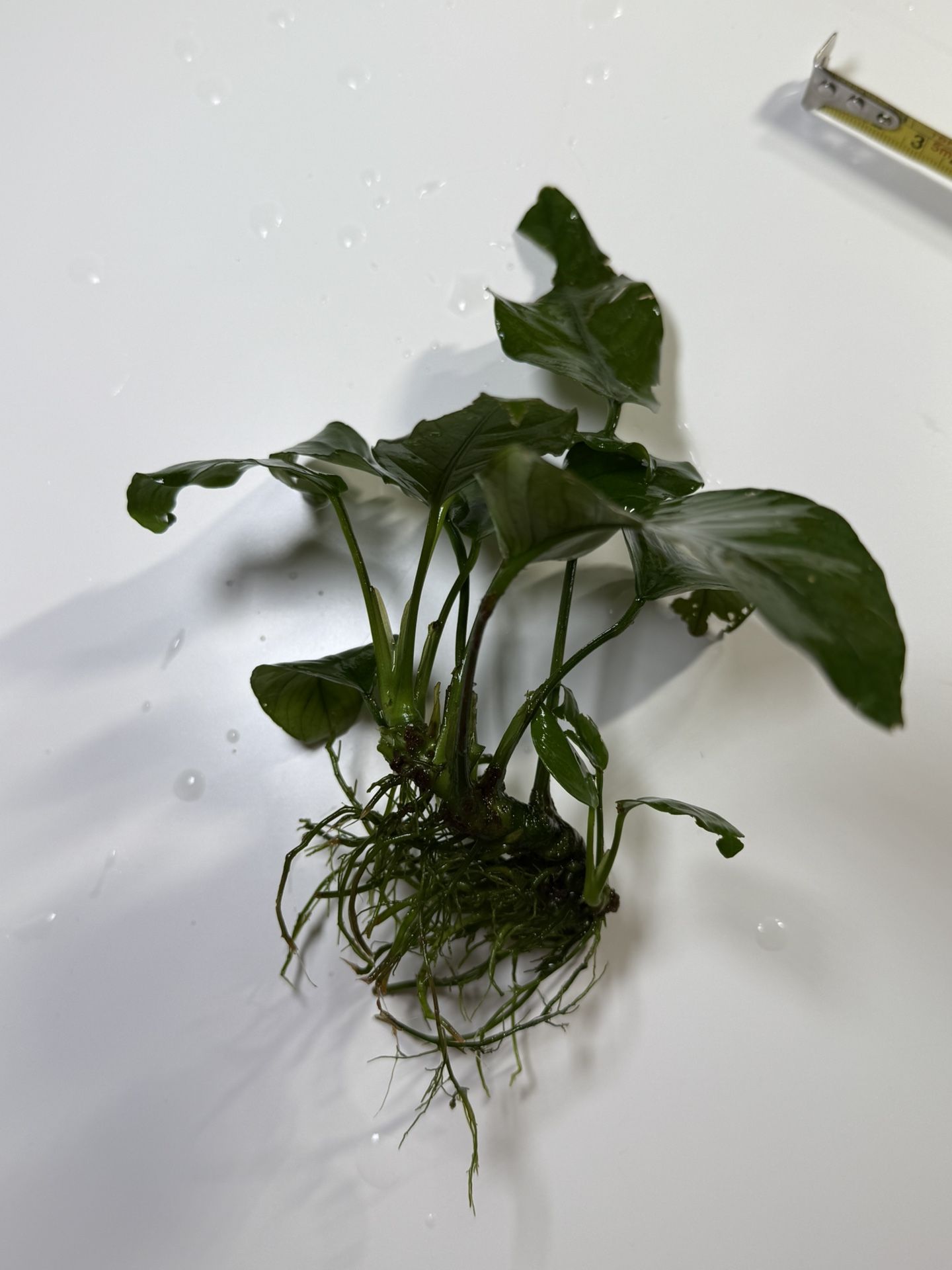 live freshwater aquarium plants Anubias
