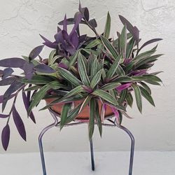 Plants In Big Pot  And Plant Stand