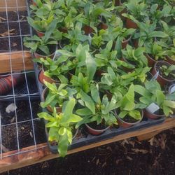 Staghorn Ferns Wholesale C Description